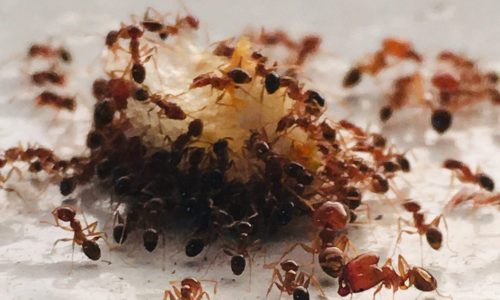 ants