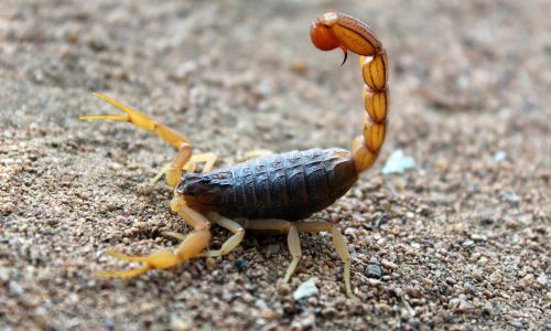 scorpions