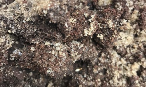 termites